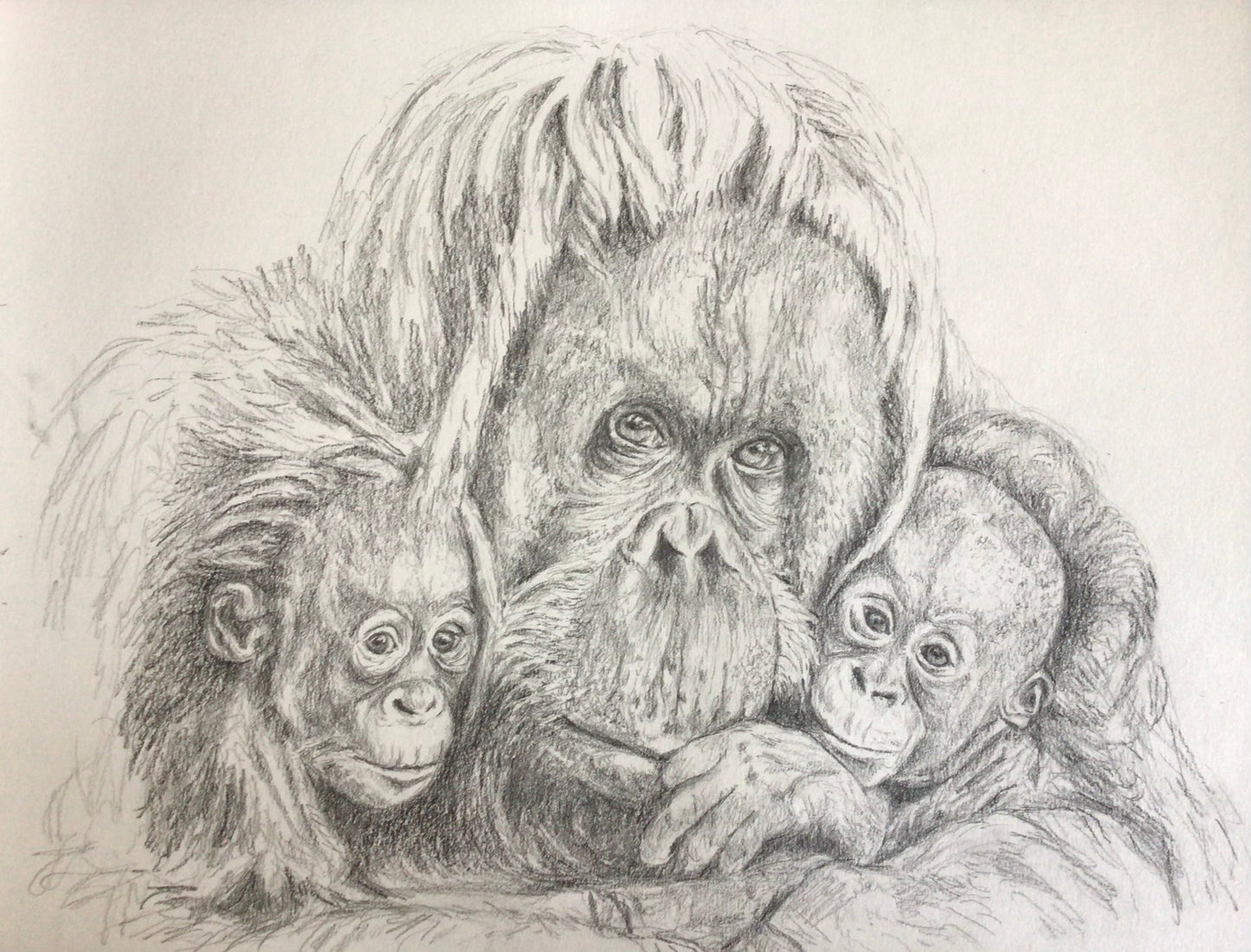 Orangutan Trio